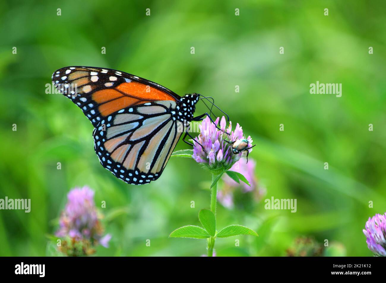 A close up of a monarch butterfly drinking nectar from a clover flower