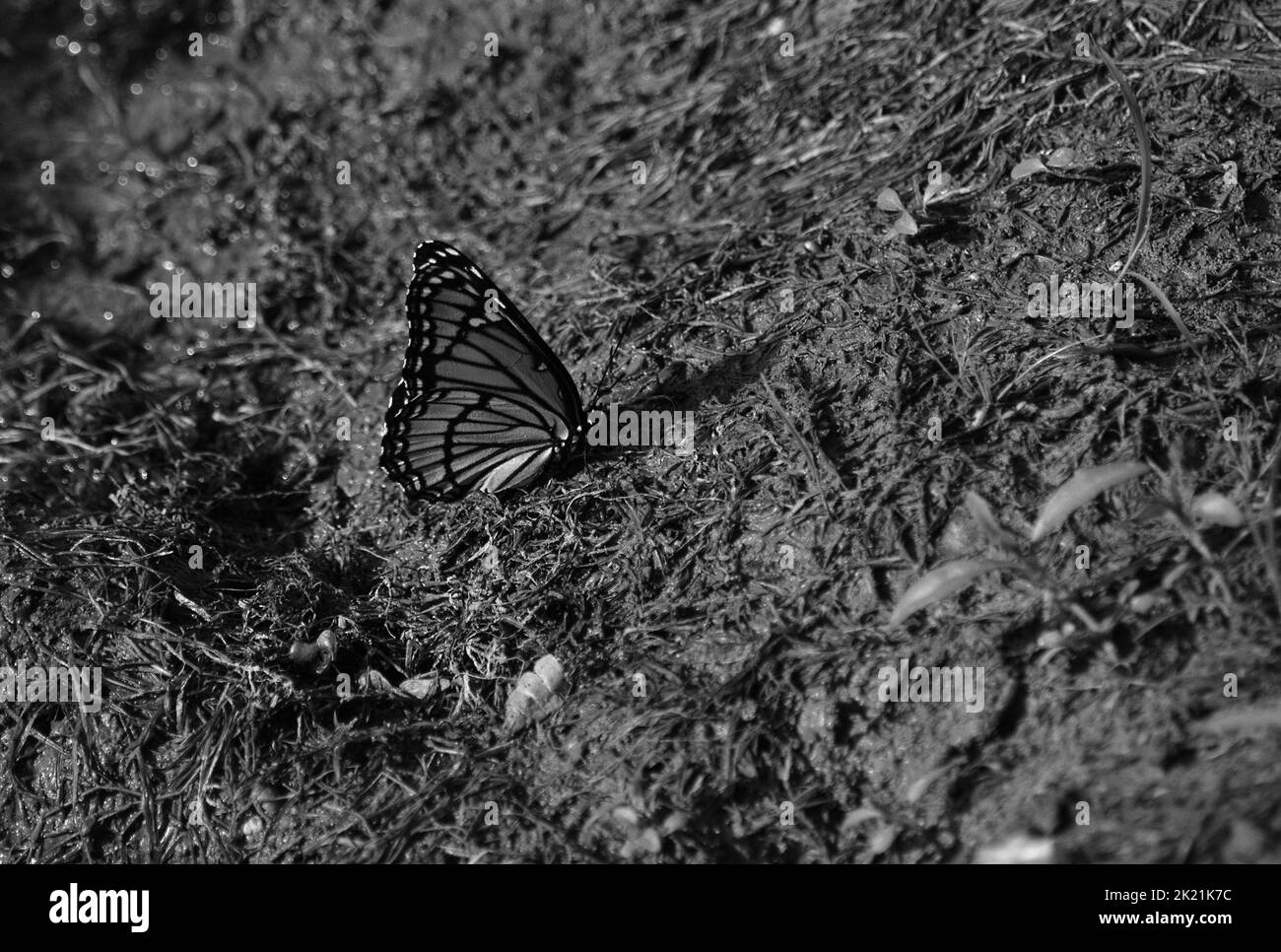 Monarch butterfly drinking water on a shore near a pond (Bacak & White) Stock Photo