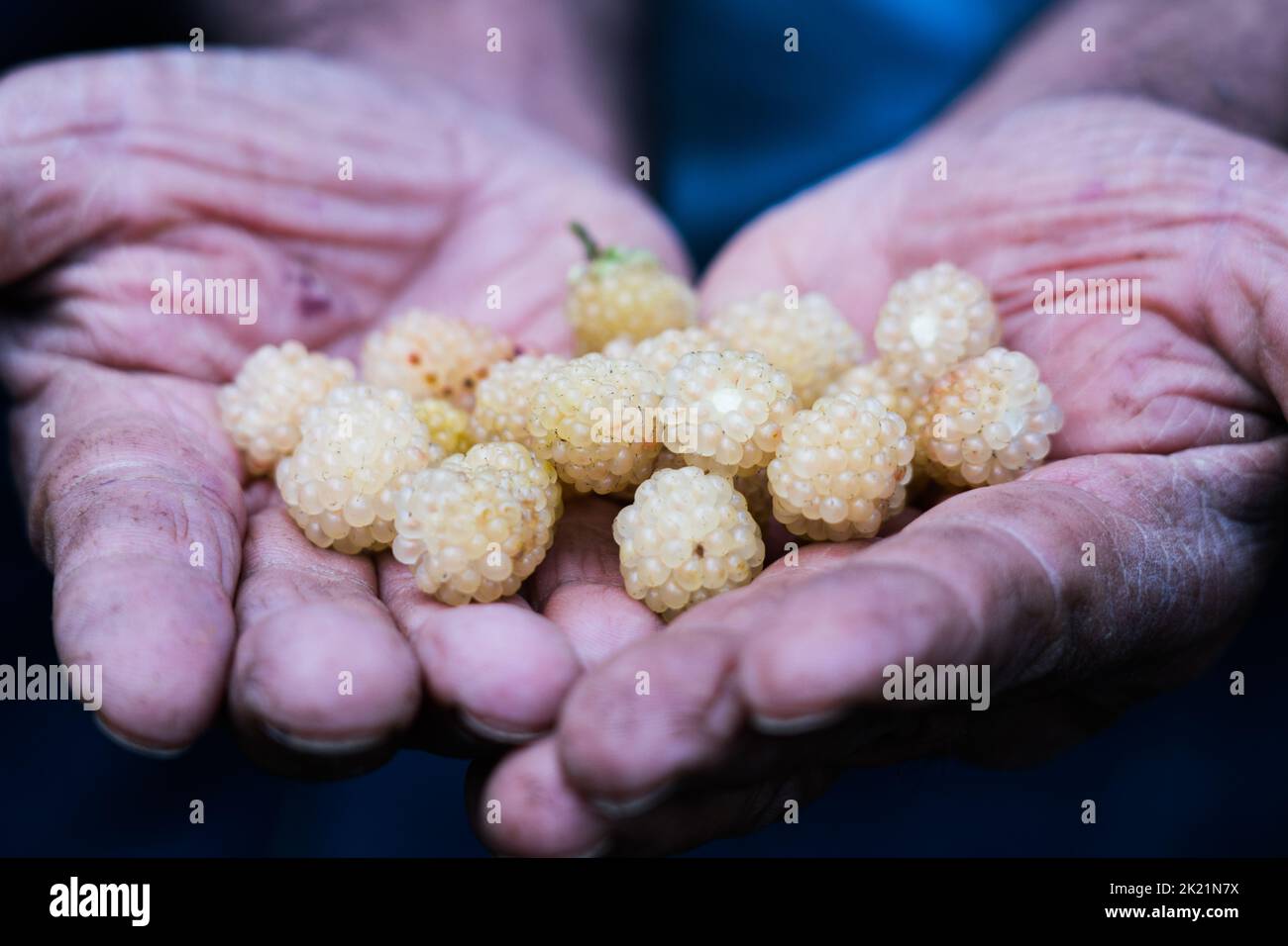 White Blackberries in Gachantiva,Colombia Stock Photo