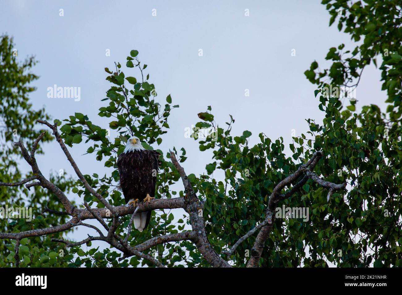 Adult bald eagle (Haliaeetus leucocephalus) perched in a tree in northern Wisconsin, horizontal Stock Photo