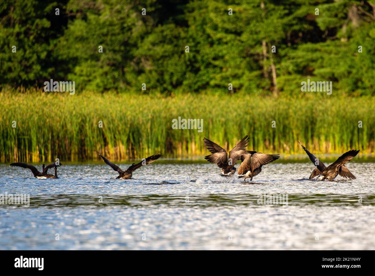 Canada goose (branta canadensis) taking off from a Wisconsin lake, horizontal Stock Photo