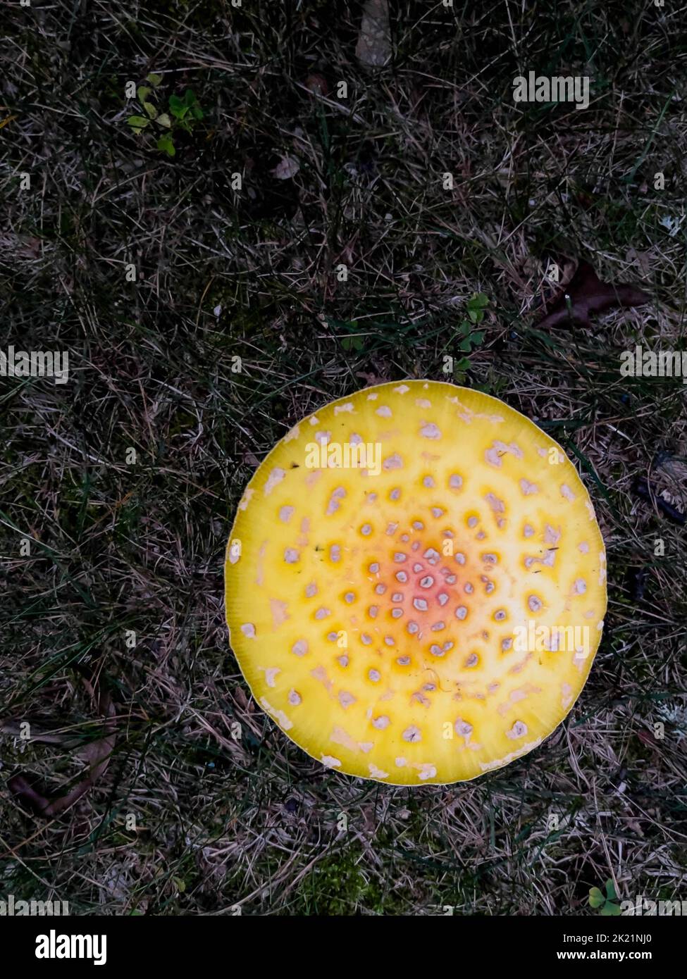 Closeup of a American fly agaric mushroom in Wisconsin in late summer, vertical Stock Photo