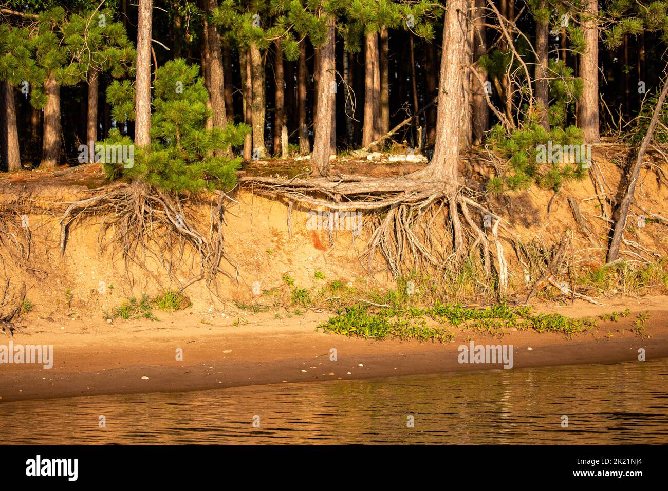 Red pine tree roots showing from water erosion on Lake Nokomis in Tomahawk, Wisconsin, horizontal Stock Photo