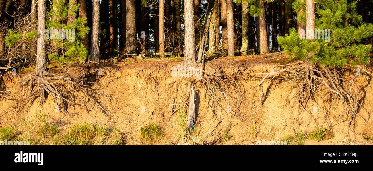 Red pine tree roots showing from water erosion on Lake Nokomis in ...