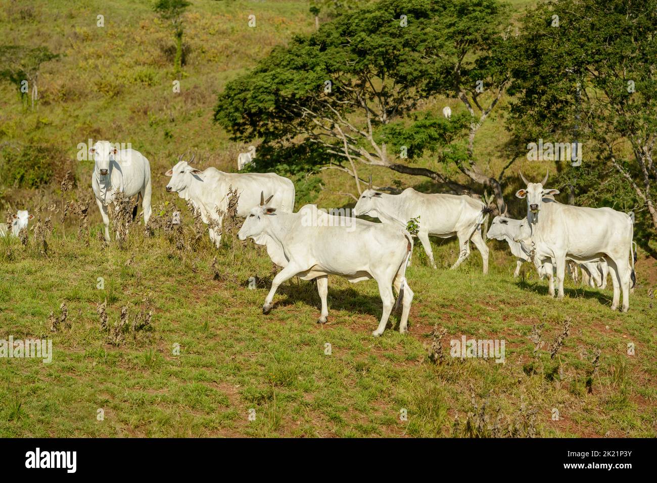 Comitiva de gado, peão de boiadeiro, boi, Bos taurus, Cortege of Cattle,  Peasant of Cowboy, Ox, Miranda, Mato Grosso do Sul, Brazil Stock Photo -  Alamy