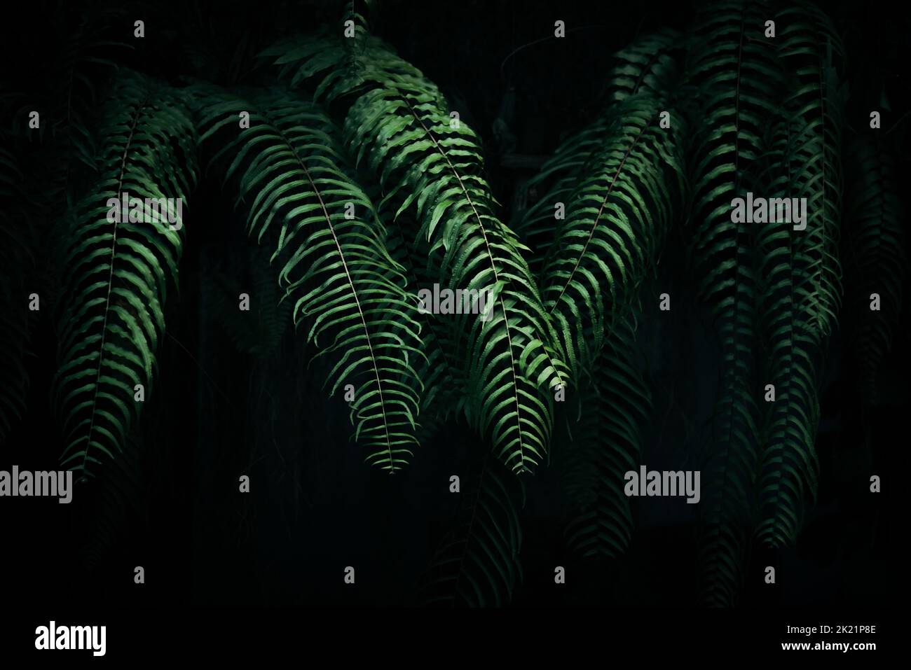 Fern leaves with dark background Stock Photo