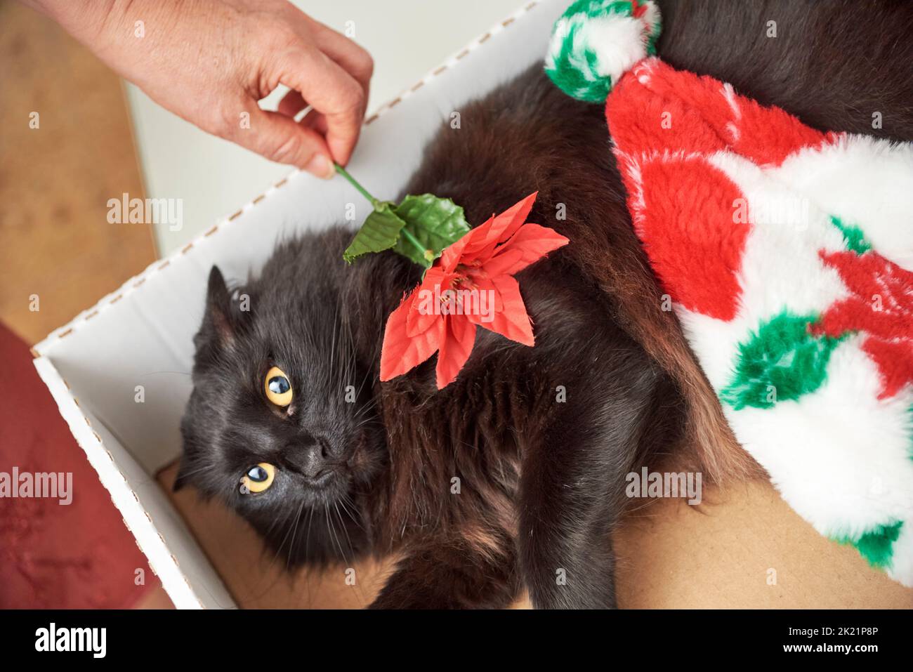 Angry black cat looking at camera being teased with a red Christmas flower, at home. Stock Photo