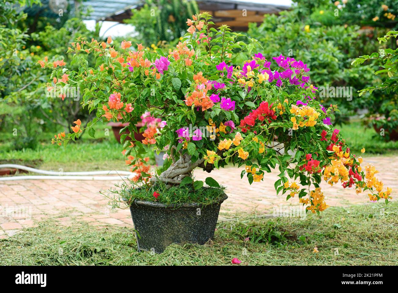 Growing multicolorful Bougainvillea flowers in Nha Trang Vietnam Stock Photo