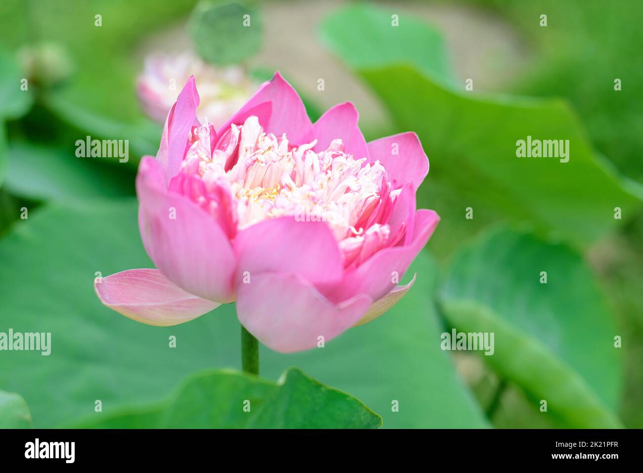 Lotus against water growing in Vietnam Stock Photo