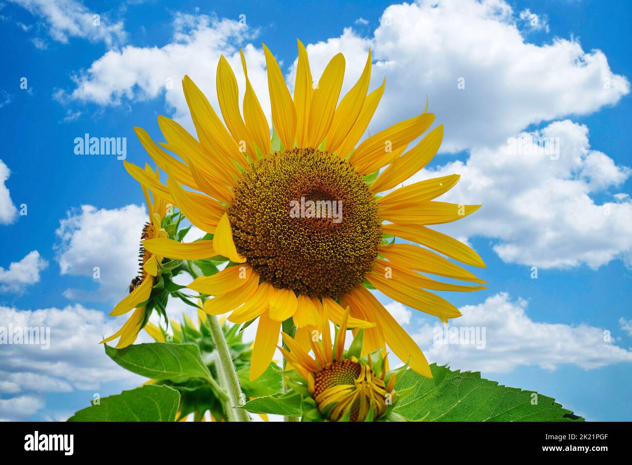One sunflower against blue sky without people Stock Photo