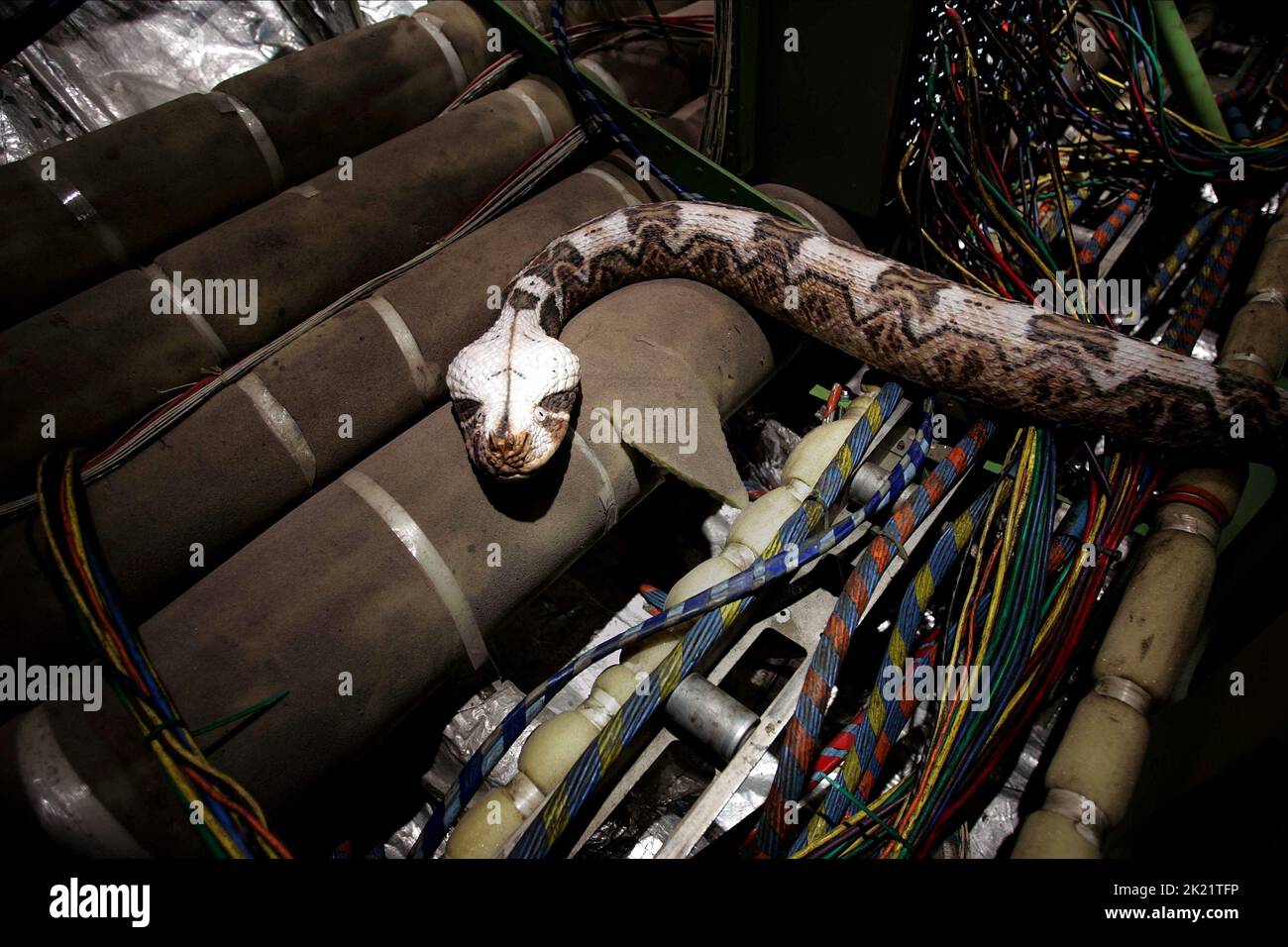GABOON VIPER SNAKE, SNAKES ON A PLANE, 2006 Stock Photo