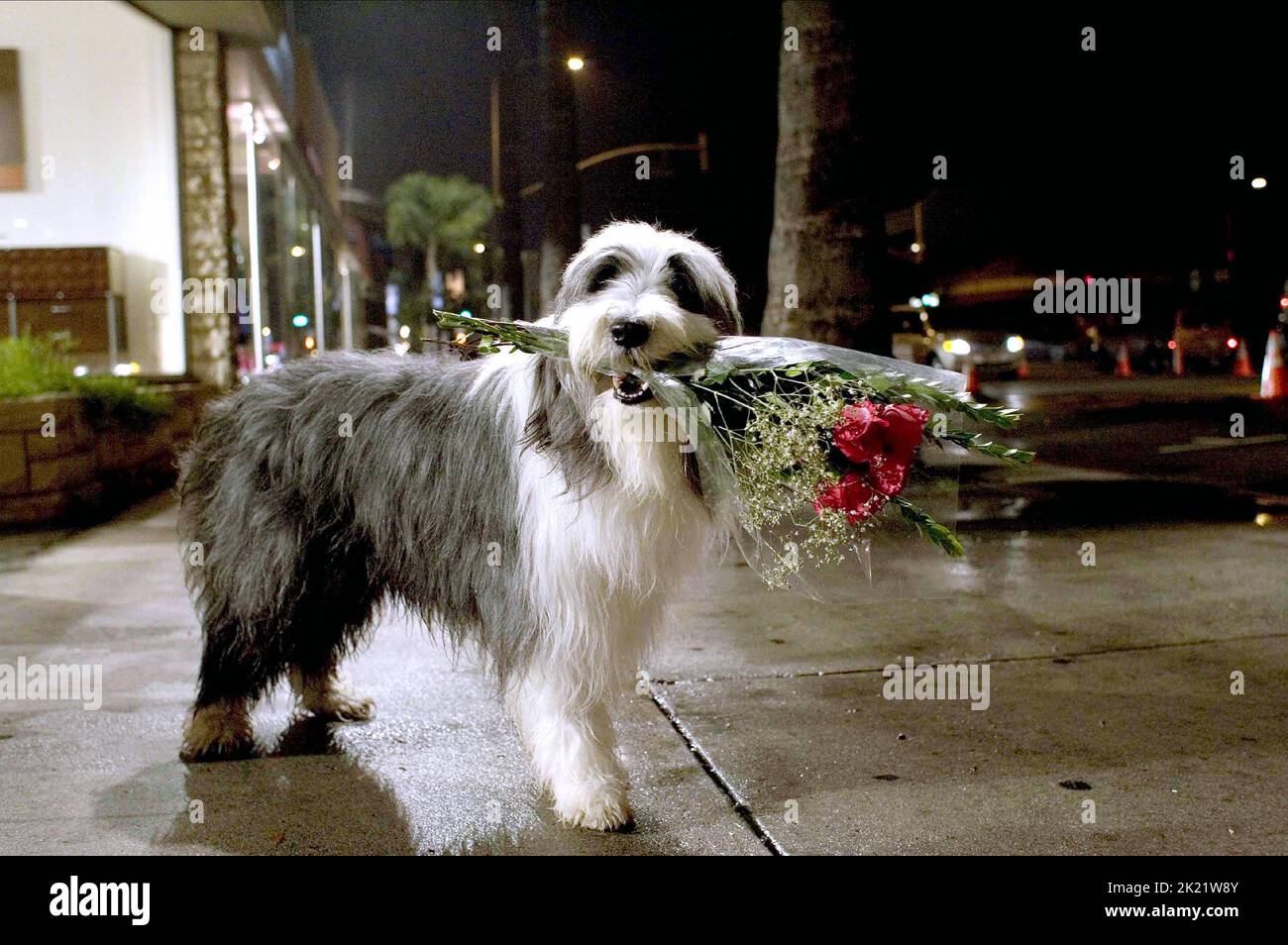 SHEEPDOG, THE SHAGGY DOG, 2006 Stock Photo