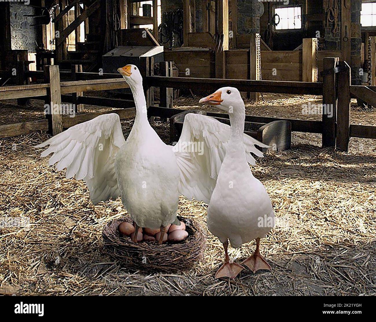 GUSSY, GOLLY THE GOOSE, CHARLOTTE'S WEB, 2006 Stock Photo Alamy