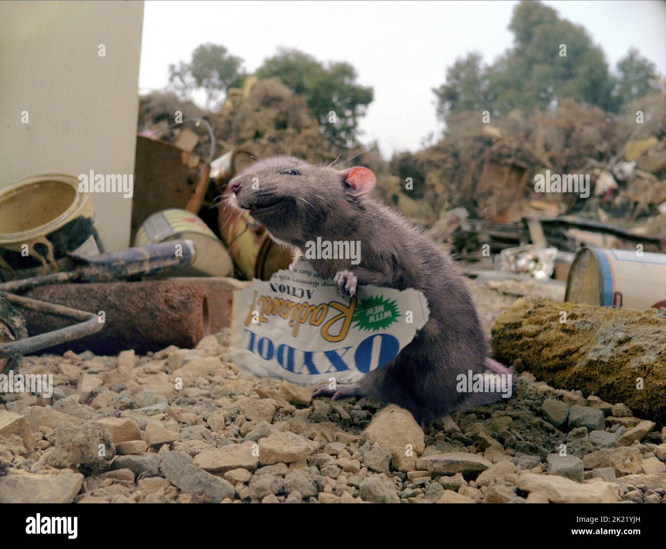 TEMPLETON CHARLOTTE #39 S WEB 2006 Stock Photo Alamy TEMPLETON CHARLOTTE #39 S WEB 2006 Stock Photo Alamy