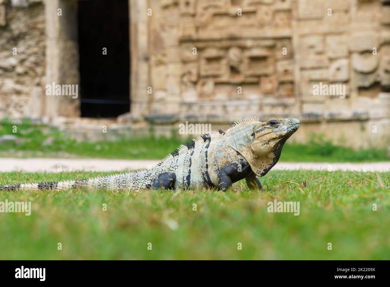 Iguana sunning itself in front of the Iglesia ruin in Chichen Itza, Mexico Stock Photo