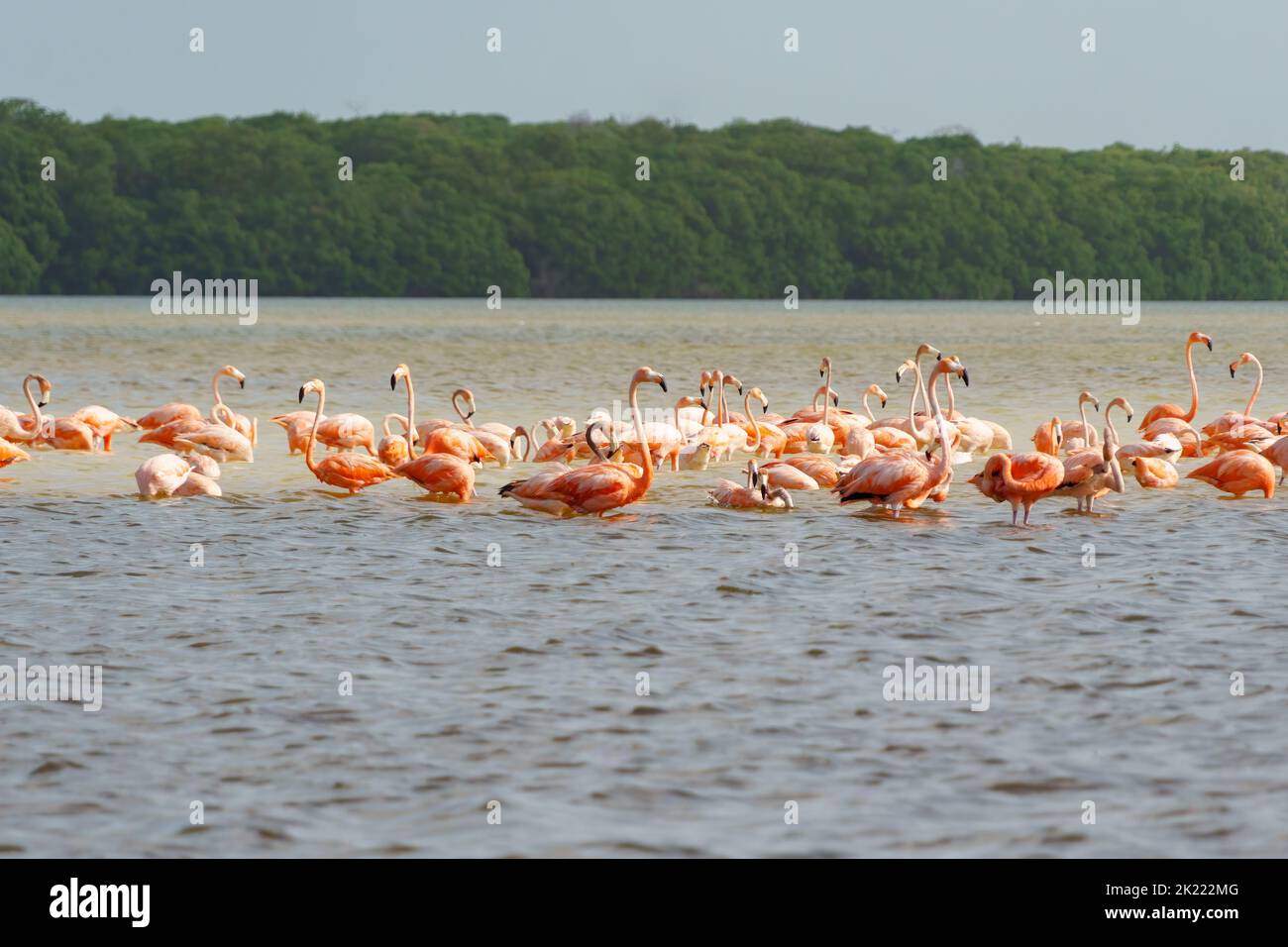 Long line of pink flamingos in Rio Lagartos with trees in the ...