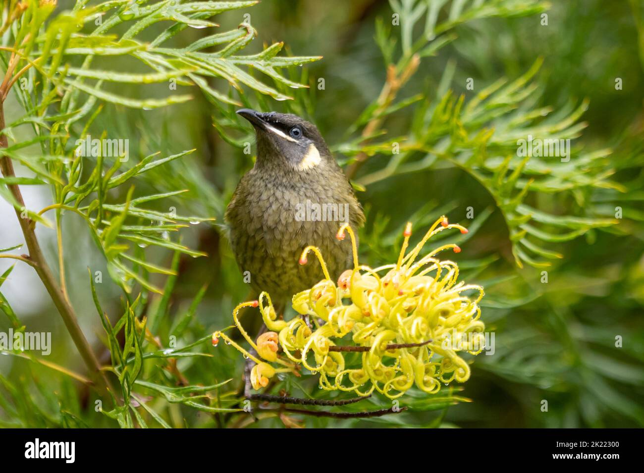 Lewin's Honeyeater sitting in a Yellow flower Grevillea tree (Meliphaga lewinii) Stock Photo