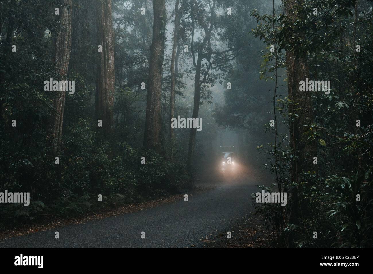 Car with lights on travelling through a misty foggy road surrounded by