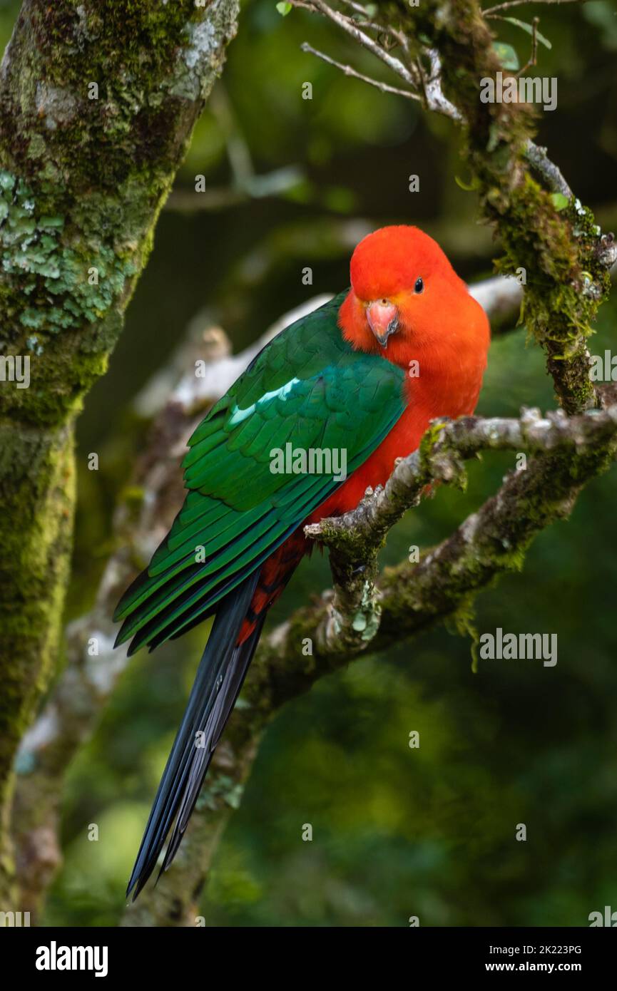 Australian King Parrot perched in a tree in the rainforest - portrait style (Alisterus scapularis) Stock Photo