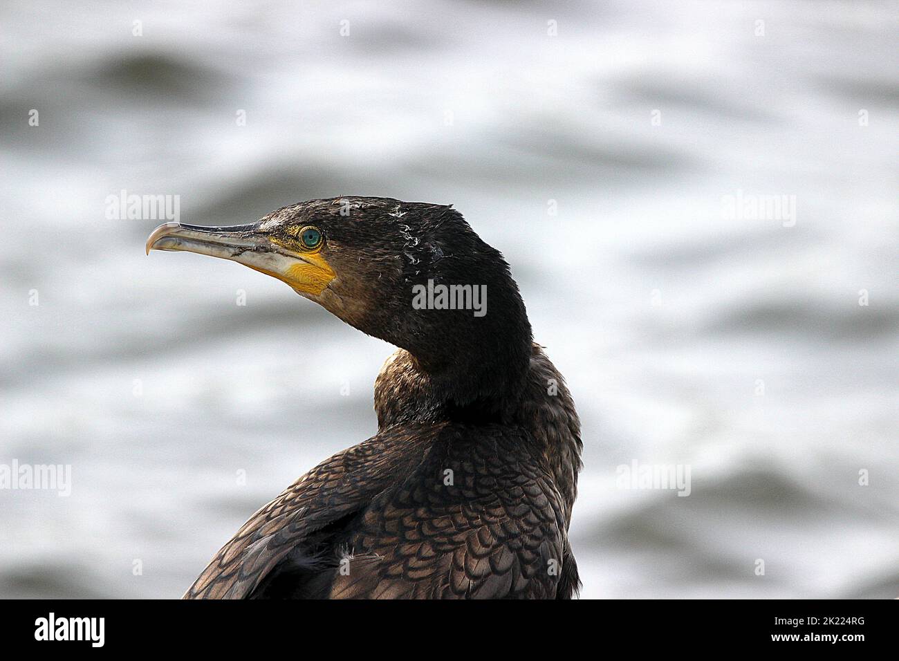 image of great cormorant (Phalacrocorax carbo) head looking left Stock Photo