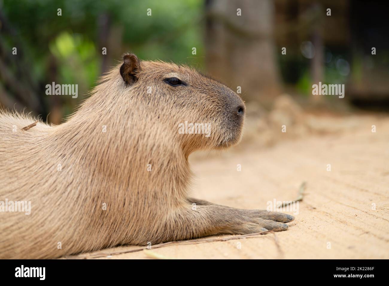 Capybara at Southeast Botanical Gardens, Okinawa, Japan Stock Photo