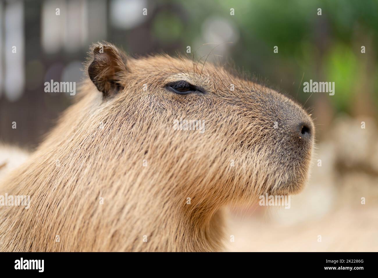 Capybara at Southeast Botanical Gardens, Okinawa, Japan Stock Photo
