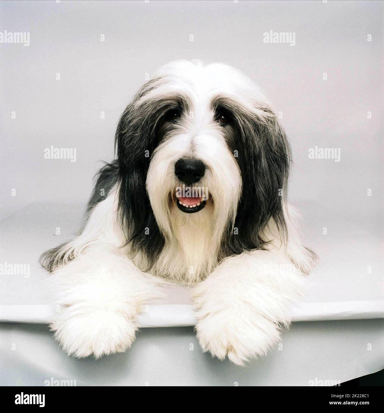 shaggy dog movie