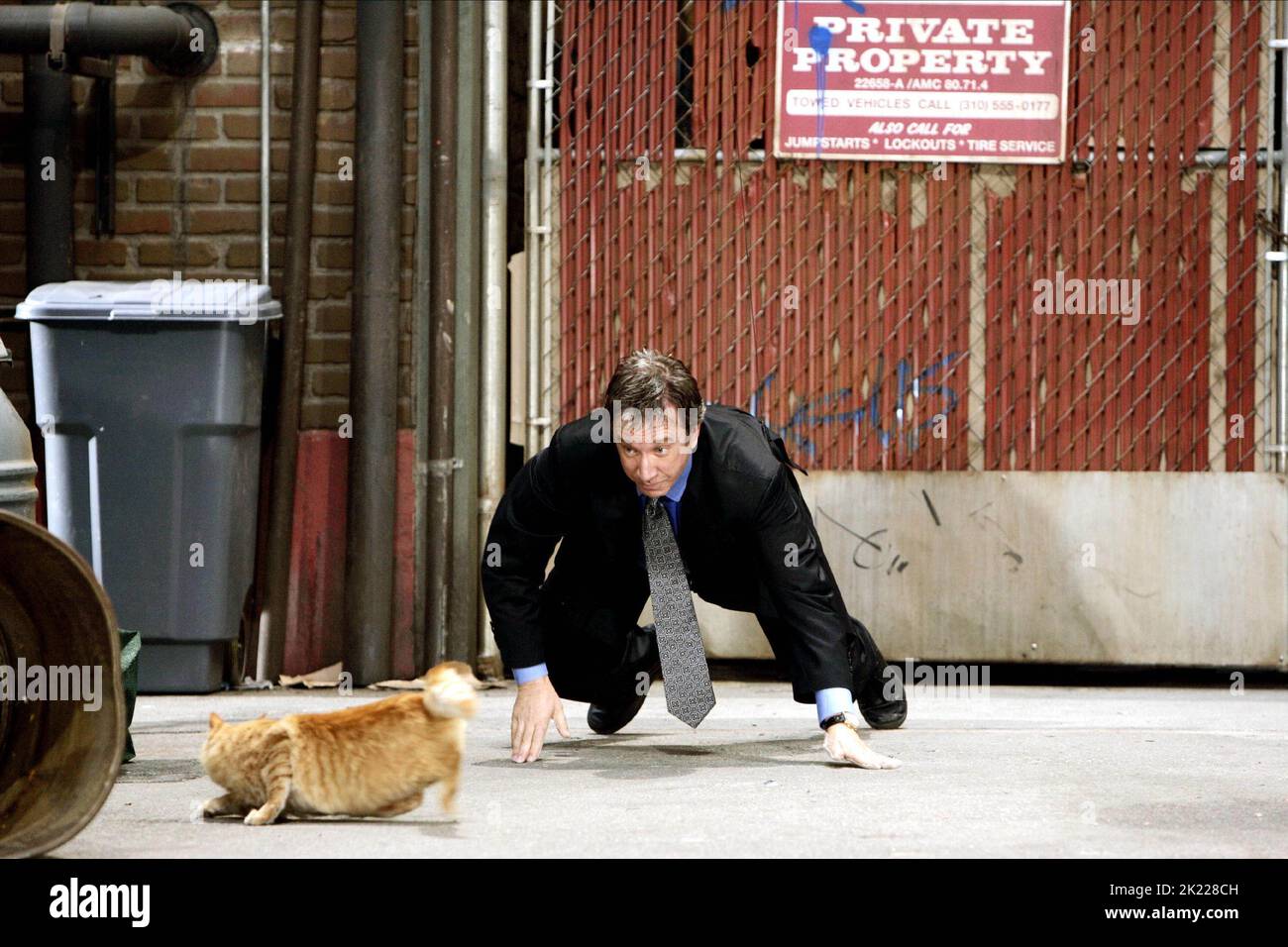 ALLEN,CAT, THE SHAGGY DOG, 2006 Stock Photo