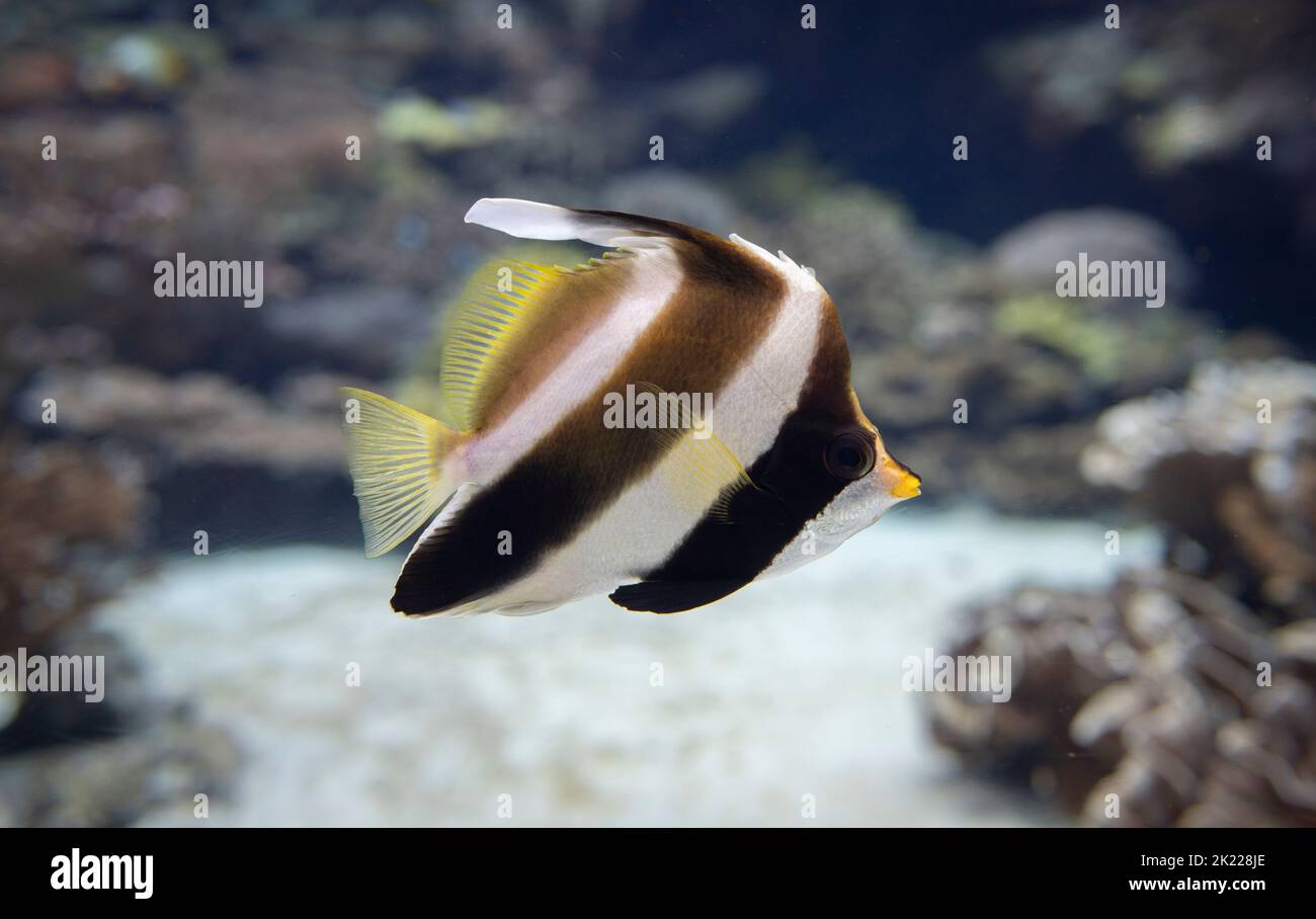 The pennant coralfish (Heniochus acuminatus), also known as the longfin bannerfish, reef bannerfish or coachman species of butterfly fish Stock Photo