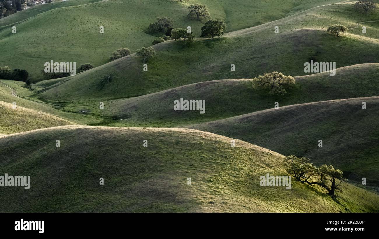 rolling green hills in the afternoon sun light in the California spring Stock Photo