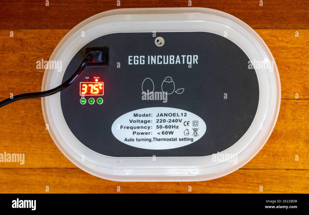 220-240 volt electric incubator with temperature control; and automated egg turning mechanism showing the ideal incubation temperature for chickens of 37.5 degrees Stock Photo
