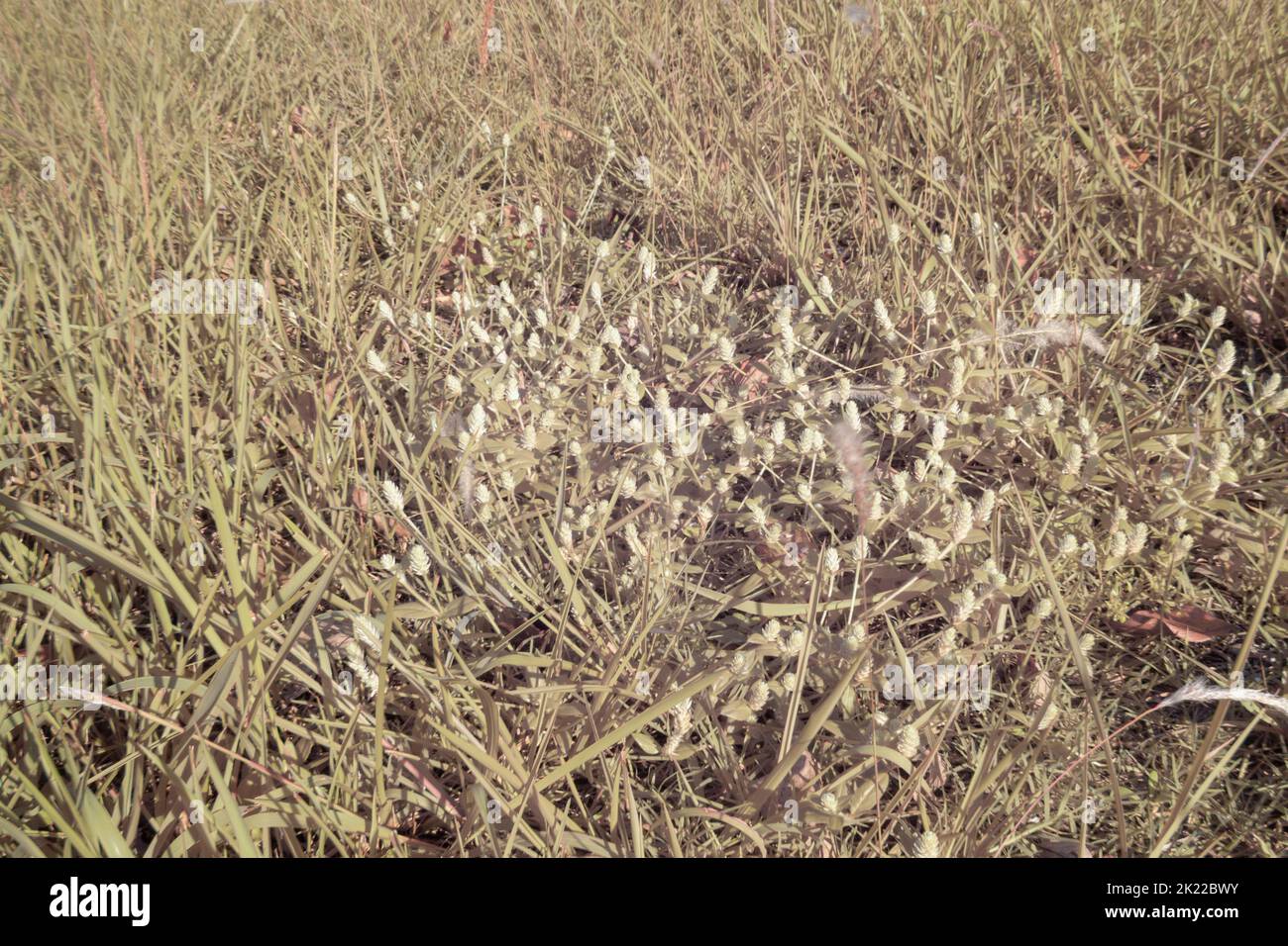 infrared image of the wild gomphrena celosioides weed growing among the grass. Stock Photo