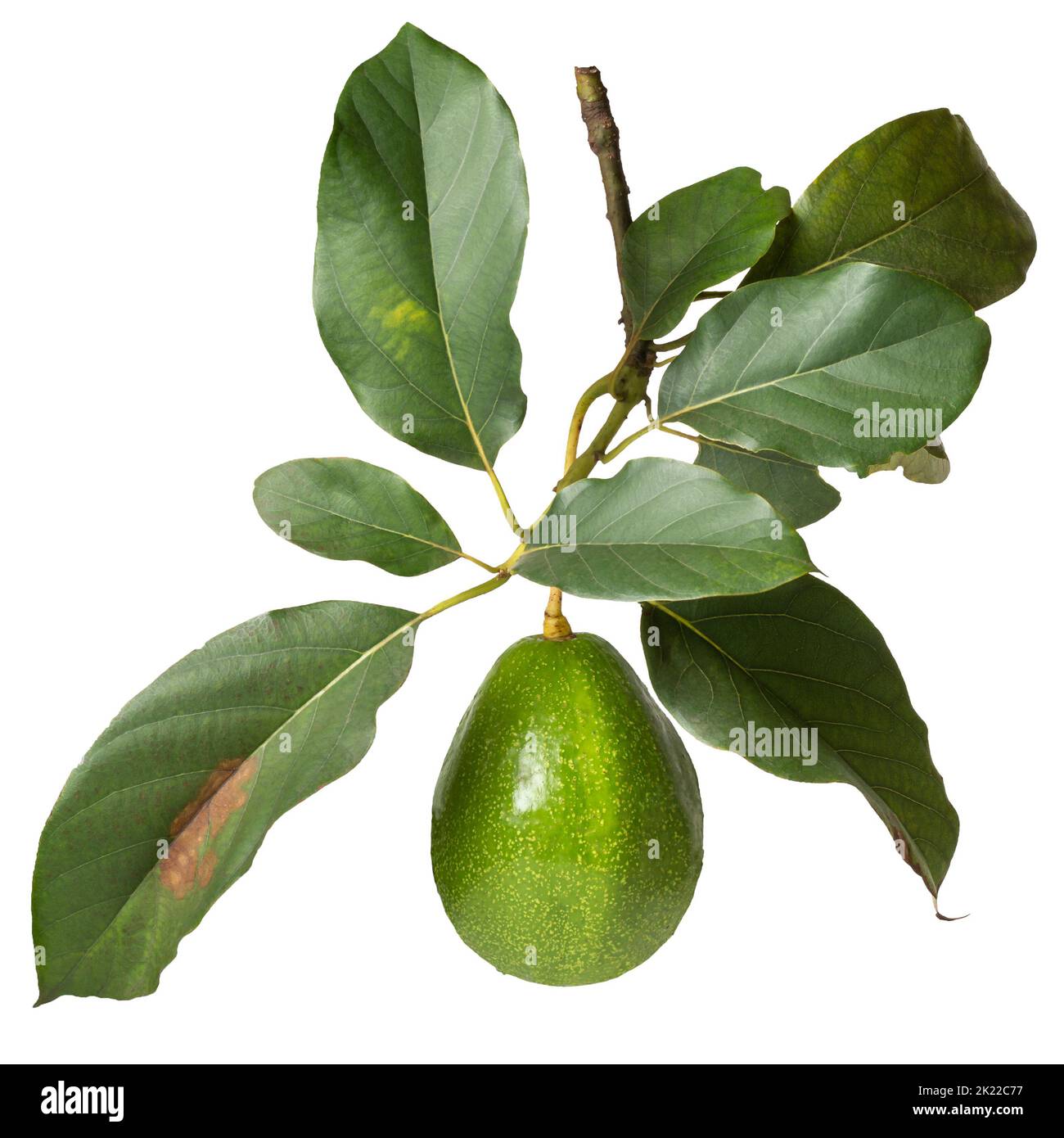 avocado in the tree branch isolated on white background, also known as alligator pear or butter fruit, fresh fruit with leaves Stock Photo