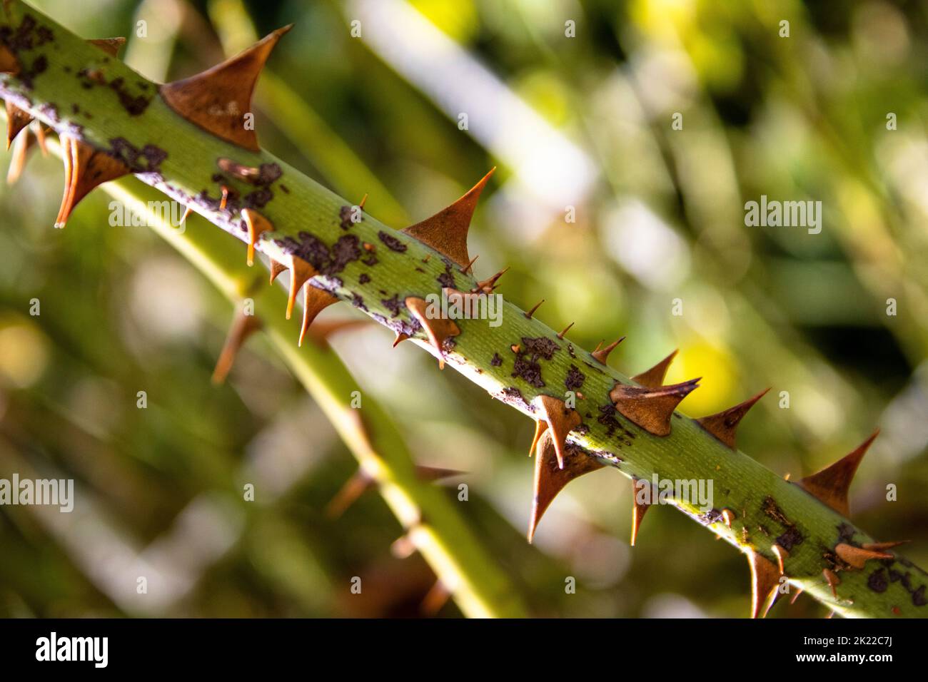 Rose thorn hi-res stock photography and images - Alamy
