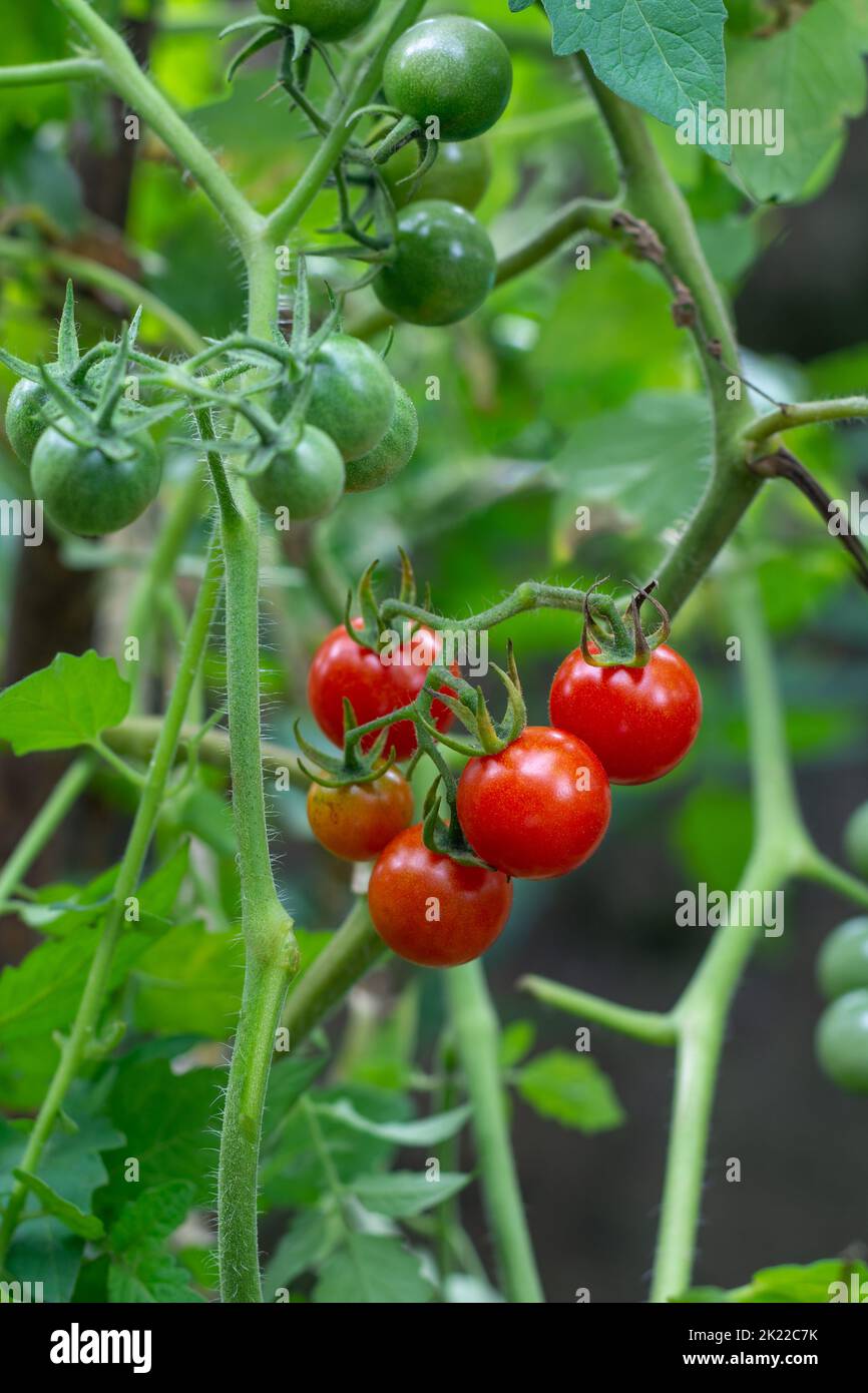 close-up view of cherry tomato plant with ripe and unripe tomatoes on green natural background, soft-focus with space for text Stock Photo