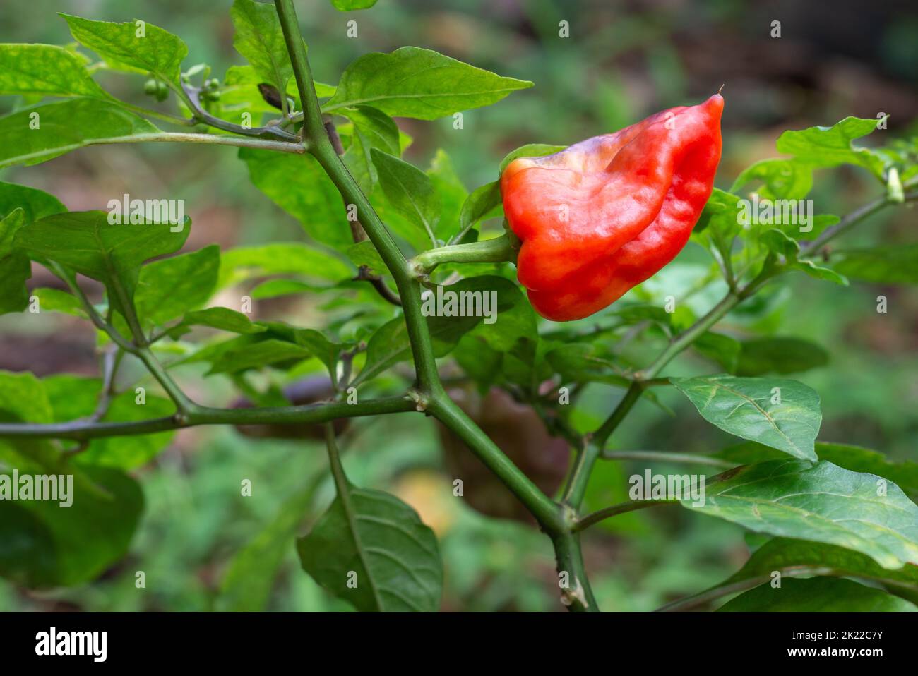 chilli plant with red ripe fruit, isolated on green natural garden background, common spicy vegetable used for their spicy taste, soft-focus Stock Photo