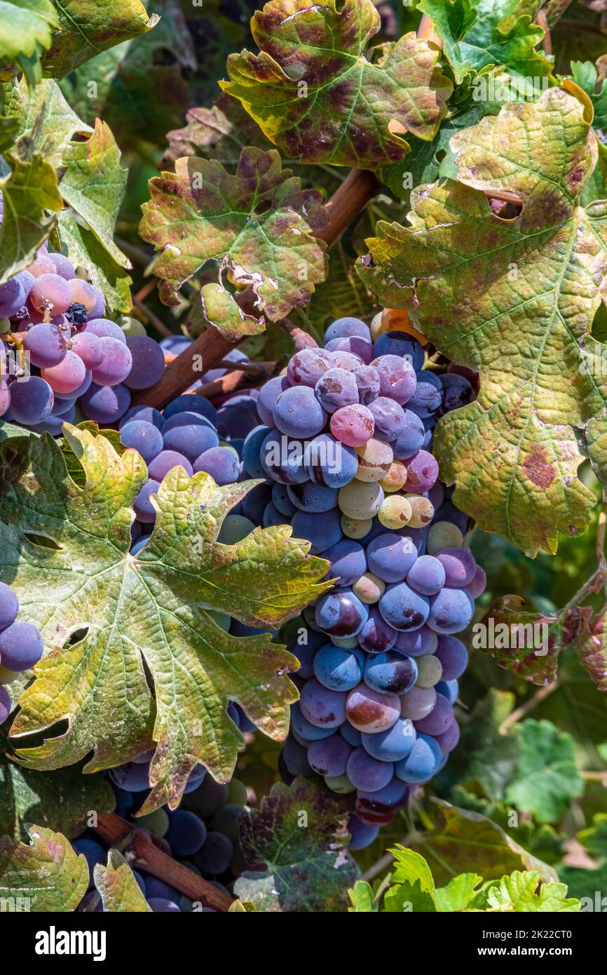 Bunches of ripe black wine grapes close-up among green foliage. Harvest season Stock Photo