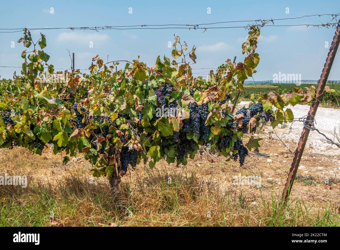 Bunches of ripe black wine grapes close-up among green foliage. Harvest season Stock Photo