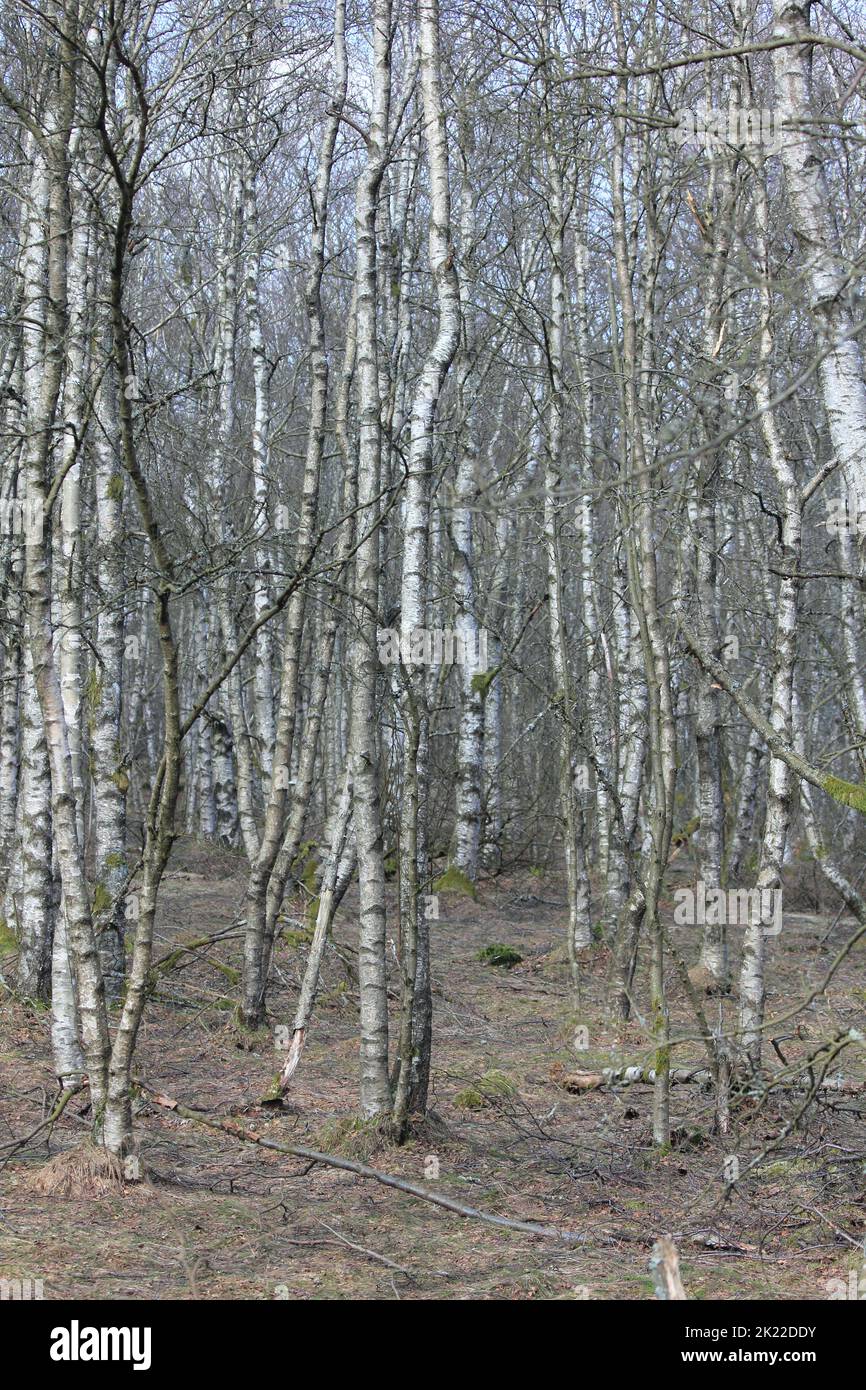 A natural birch forest with thick undergrowth Stock Photo