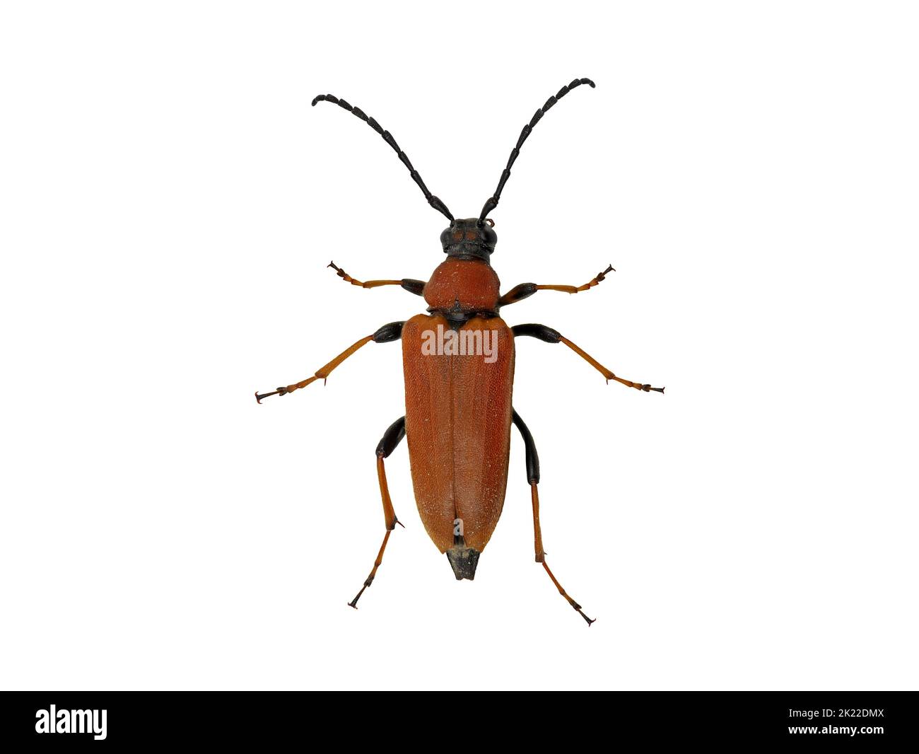 red longhorn beetle, Stictoleptura rubra, top view isolated on white background Stock Photo