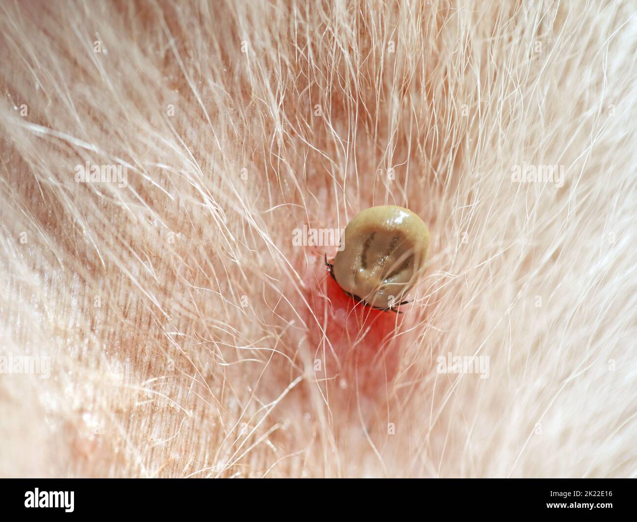 sucking tick with reddened skin in the fur of a white dog, infection by a tick bite on a pet Stock Photo