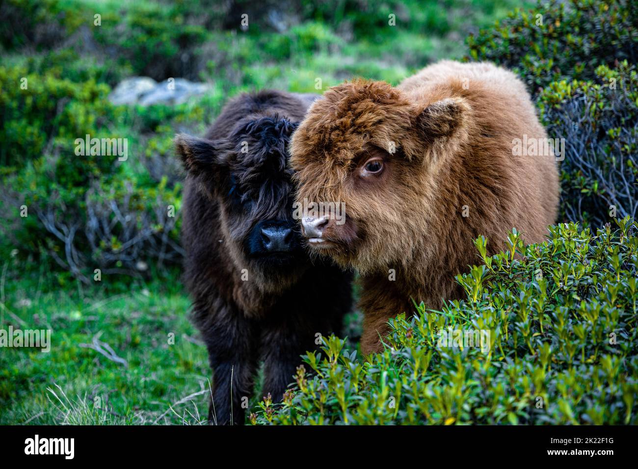 A closeup of brown and black Highland cattle grazing outdoors Stock ...