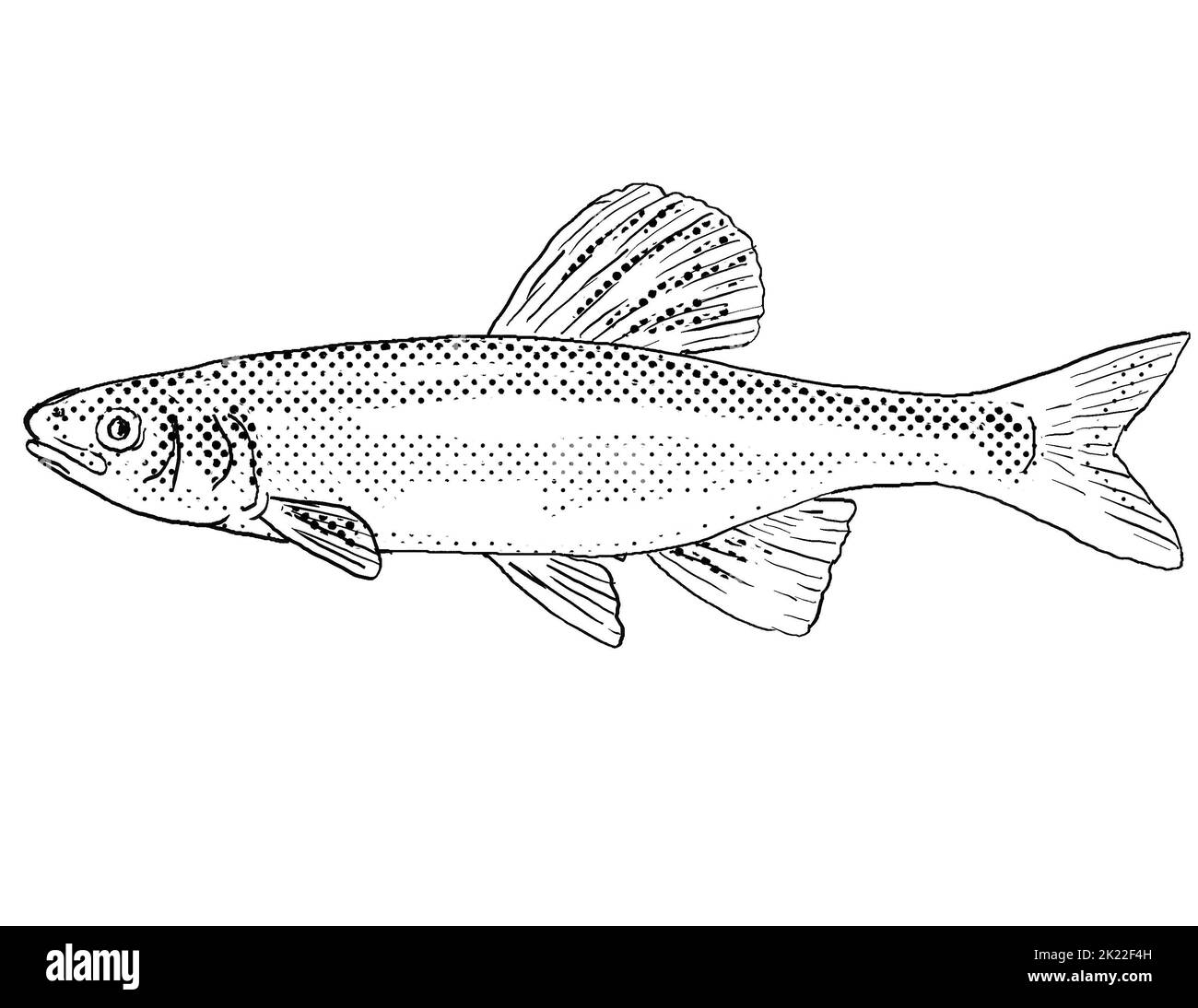 Cartoon style line drawing of a whitetail shiner or Cyprinella galactura a freshwater fish endemic to North America with halftone dots shading on isol Stock Photo
