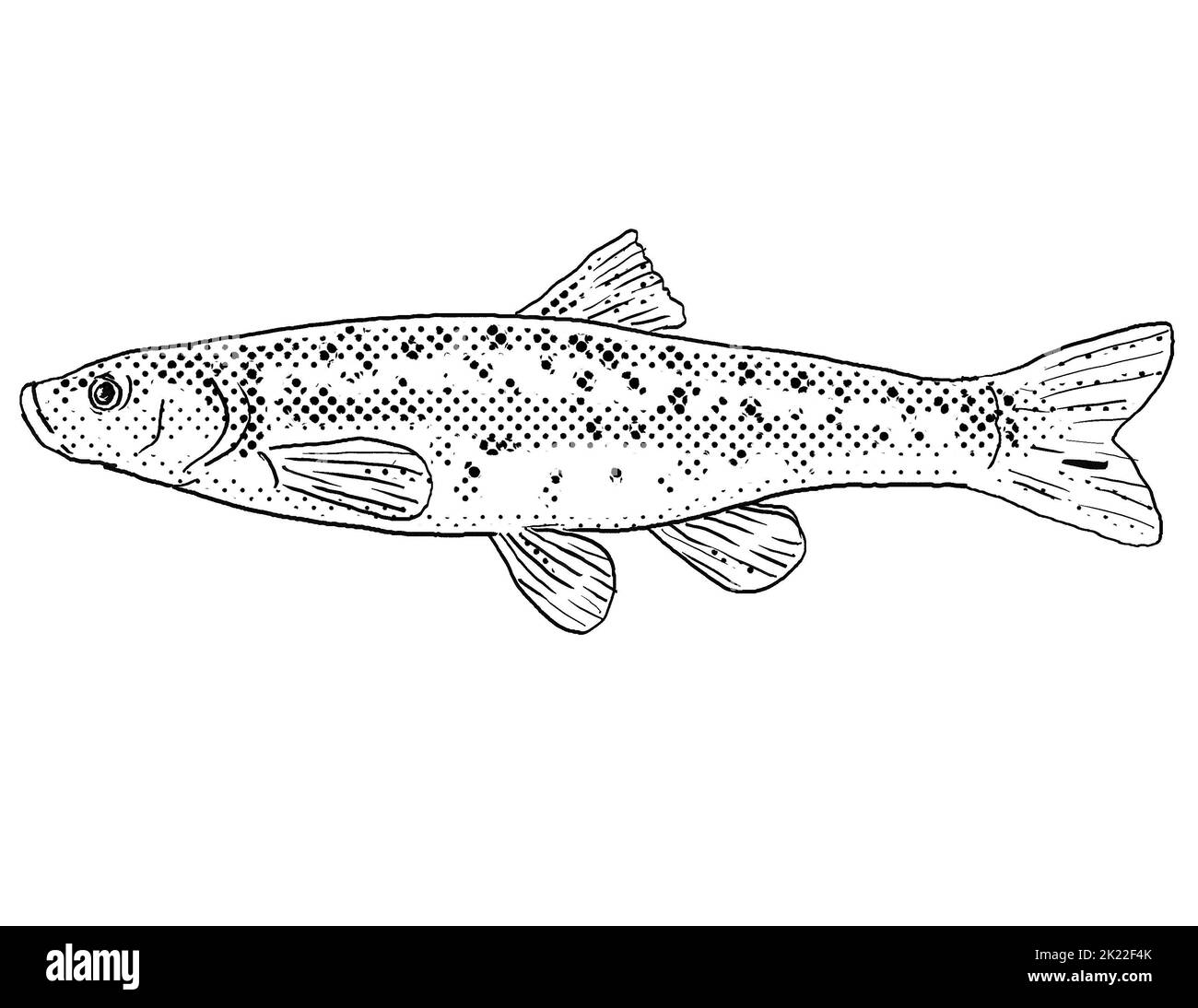 Cartoon style line drawing of a Western blacknose dace or Rhinichthys obtusus a freshwater fish endemic to North America with halftone dots shading on Stock Photo