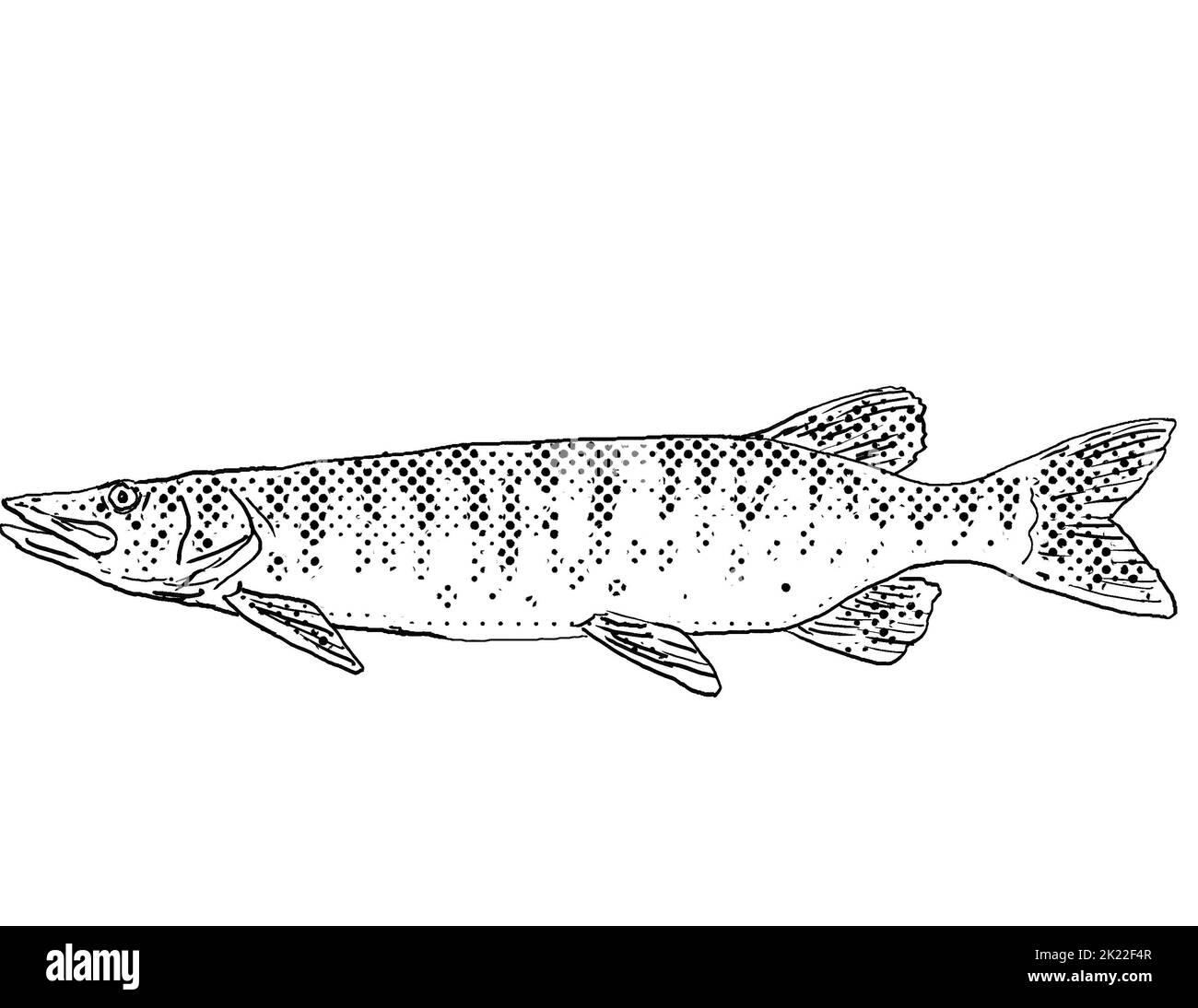 Cartoon style line drawing of a tiger muskellunge or Esox masquinongy lucius or Esox lucius masquinongy tiger muskie a freshwater fish endemic to Nort Stock Photo