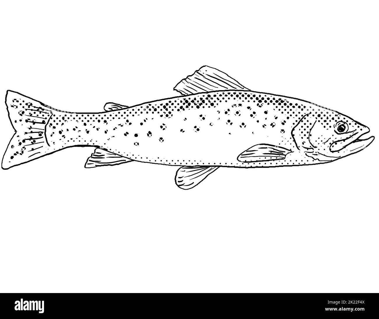 Red Throated Trout I Black And White Stock Photos Images Alamy red-throated-trout-i-black-and-white-stock-photos-images-alamy