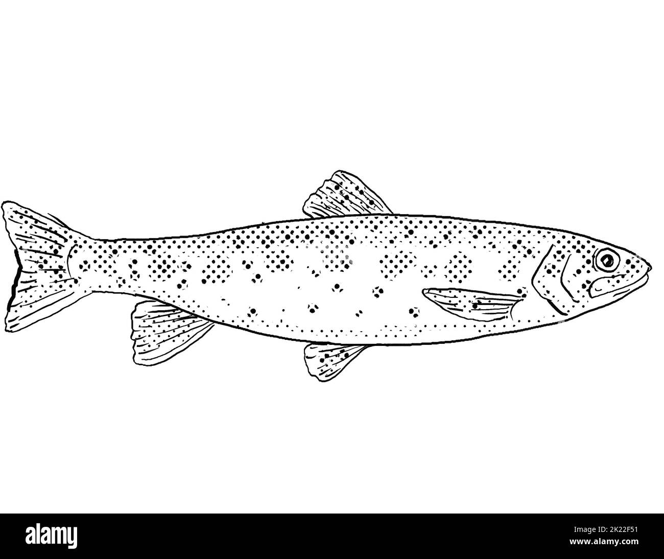 Cartoon style line drawing of a Athabasca rainbow trout or Oncorhynchus mykiss a freshwater fish endemic to North America with halftone dots shading o Stock Photo