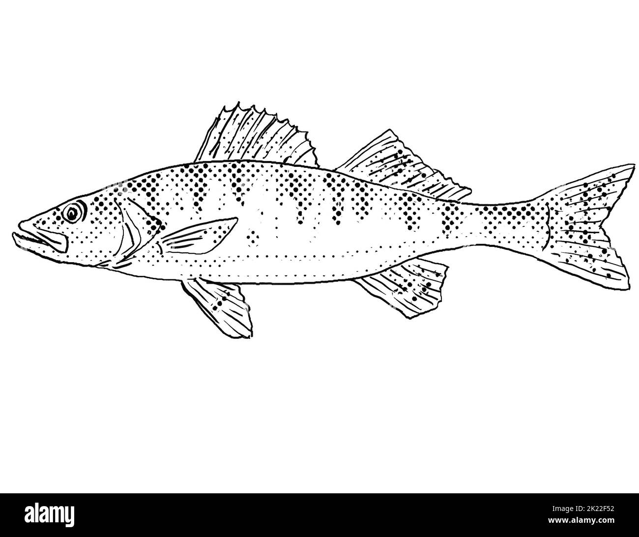 Cartoon style line drawing of a walleye or Sander vitreus, Stizostedion vitreum, yellow pike or yellow pickerel a freshwater fish endemic to North Ame Stock Photo