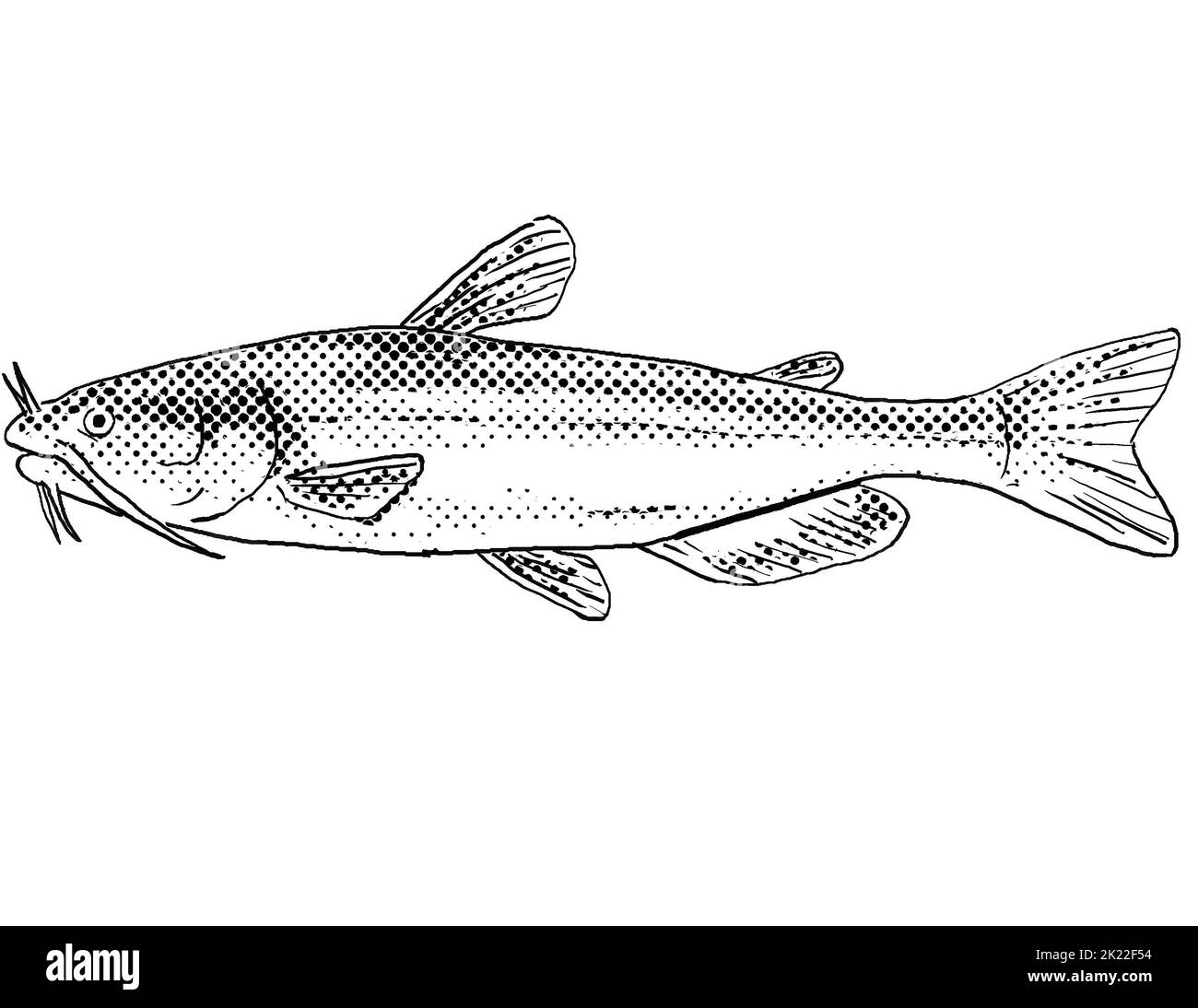Cartoon style line drawing of a white bullhead Ameiurus catus or white catfish a freshwater fish endemic to North America with halftone dots shading o Stock Photo