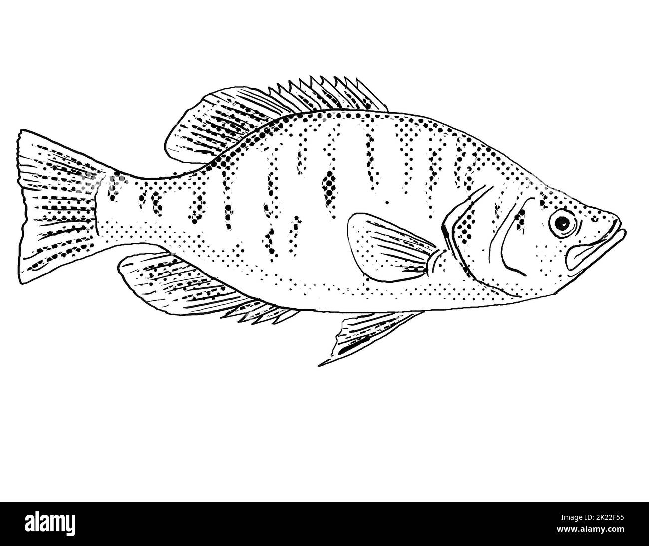 Cartoon style line drawing of a white crappie Pomoxis annularis, goldring or  silver perch a freshwater fish endemic to North America with halftone do Stock Photo